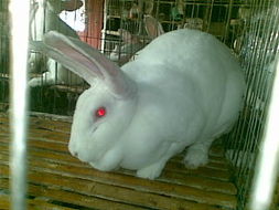山东正方兔业科学化獭兔肉兔养殖育种基地 其他牲畜产品列表