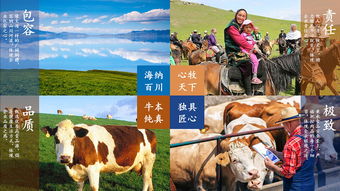 海牧牛坊品牌新疆牧业牛肉食品包装平面设计