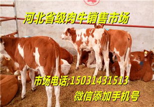 肉牛品种肉牛养殖效益分析活牛价格品种肉牛
