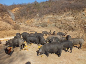 河南黑猪养殖价格 河南黑猪养殖型号规格
