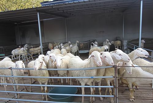 算一笔账 农村养50只羊,25只母羊25只公羊,一年有多少利润