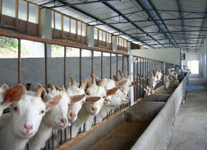供应大展畜牧低价优质白山羊图片 高清图 细节图 山东大战畜牧养殖 