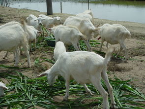 白山羊价格 养殖 种植栏目