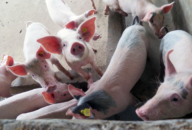 美国近1/4猪肉销往中国,新增10家美国肉企猪肉产品输华!