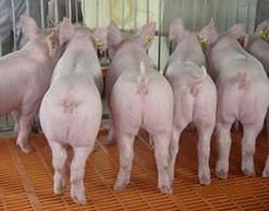 苗猪,苗猪, 仔猪, 三元苗猪生产供应商 畜禽及养殖动物
